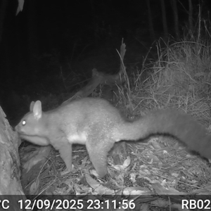 Trichosurus vulpecula (Common Brushtail Possum) at Bucketty, NSW - 12 Sep 2025 by MartinPredavec
