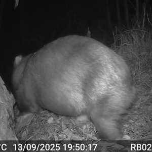 Vombatus ursinus (Bare-nosed Wombat, Common wombat) at Bucketty, NSW - 13 Sep 2025 by MartinPredavec