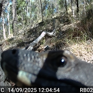 Varanus varius (Lace Monitor) at Bucketty, NSW - 14 Sep 2025 by MartinPredavec