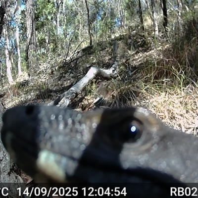 Varanus varius (Lace Monitor) at Bucketty, NSW - 14 Sep 2025 by MartinPredavec