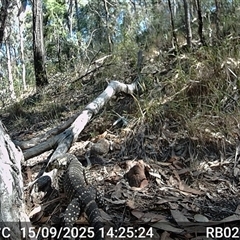 Varanus varius (Lace Monitor) at Bucketty, NSW - 15 Sep 2025 by MartinPredavec