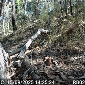 Varanus varius (Lace Monitor) at Bucketty, NSW - 15 Sep 2025 by MartinPredavec
