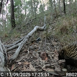 Tachyglossus aculeatus (Short-beaked Echidna) at Bucketty, NSW - 17 Sep 2025 by MartinPredavec