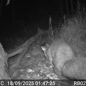 Trichosurus vulpecula (Common Brushtail Possum) at Bucketty, NSW - 18 Sep 2025 by MartinPredavec