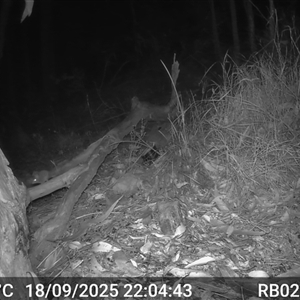 Antechinus flavipes (Yellow-footed Antechinus) at Bucketty, NSW - 18 Sep 2025 by MartinPredavec