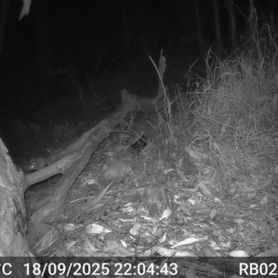 Antechinus flavipes (Yellow-footed Antechinus) at Bucketty, NSW - 18 Sep 2025 by MartinPredavec