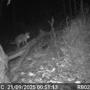 Trichosurus vulpecula (Common Brushtail Possum) at Bucketty, NSW - 21 Sep 2025 by MartinPredavec