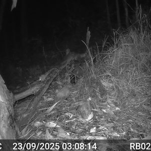Antechinus flavipes (Yellow-footed Antechinus) at Bucketty, NSW - 23 Sep 2025 by MartinPredavec