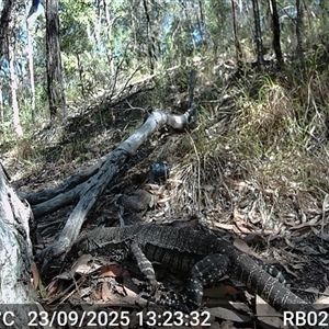 Varanus varius (Lace Monitor) at Bucketty, NSW - 23 Sep 2025 by MartinPredavec