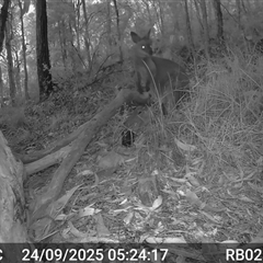 Wallabia bicolor (Swamp Wallaby) at Bucketty, NSW - 24 Sep 2025 by MartinPredavec