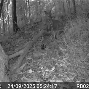 Wallabia bicolor (Swamp Wallaby) at Bucketty, NSW - 24 Sep 2025 by MartinPredavec