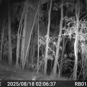 Wallabia bicolor (Swamp Wallaby) at Bucketty, NSW - 18 Aug 2025 by MartinPredavec
