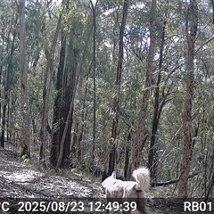 Canis lupus (Dingo / Wild Dog) at Bucketty, NSW - 23 Aug 2025 by MartinPredavec