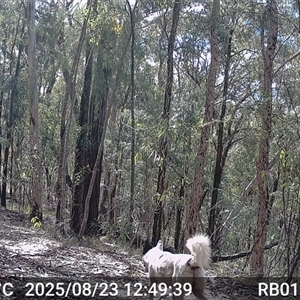 Canis lupus (Dingo / Wild Dog) at Bucketty, NSW - 23 Aug 2025 by MartinPredavec