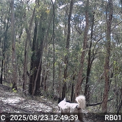 Canis lupus (Dingo / Wild Dog) at Bucketty, NSW - 23 Aug 2025 by MartinPredavec
