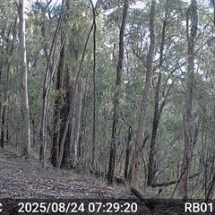 Menura novaehollandiae (Superb Lyrebird) at Bucketty, NSW - 24 Aug 2025 by MartinPredavec
