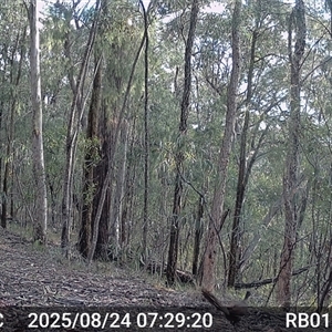 Menura novaehollandiae (Superb Lyrebird) at Bucketty, NSW - 24 Aug 2025 by MartinPredavec