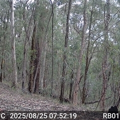 Alectura lathami (Australian Brush-turkey) at Bucketty, NSW - 25 Aug 2025 by MartinPredavec