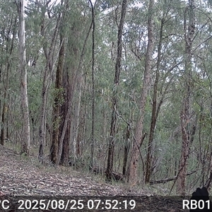 Alectura lathami (Australian Brush-turkey) at Bucketty, NSW - 25 Aug 2025 by MartinPredavec