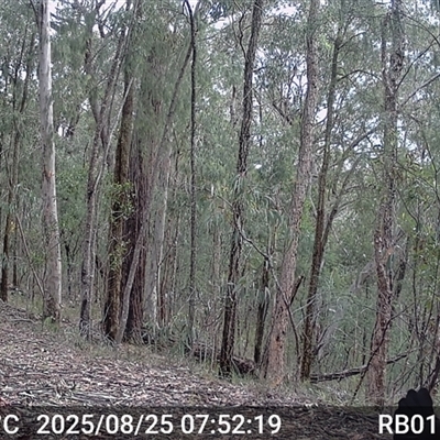 Alectura lathami (Australian Brush-turkey) at Bucketty, NSW - 25 Aug 2025 by MartinPredavec