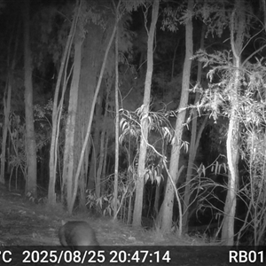 Vombatus ursinus (Bare-nosed Wombat, Common wombat) at Bucketty, NSW - 25 Aug 2025 by MartinPredavec