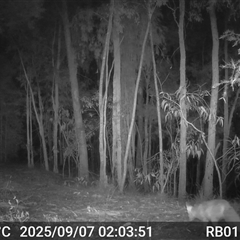 Vulpes vulpes (Red Fox) at Bucketty, NSW - 7 Sep 2025 by MartinPredavec