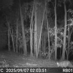 Vulpes vulpes (Red Fox) at Bucketty, NSW - 7 Sep 2025 by MartinPredavec