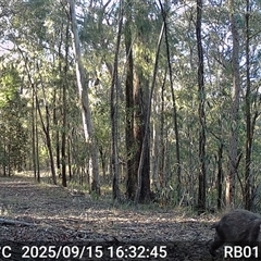 Vombatus ursinus (Bare-nosed Wombat, Common wombat) at Bucketty, NSW - 15 Sep 2025 by MartinPredavec