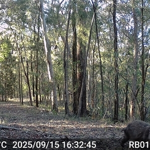 Vombatus ursinus (Bare-nosed Wombat, Common wombat) at Bucketty, NSW - 15 Sep 2025 by MartinPredavec