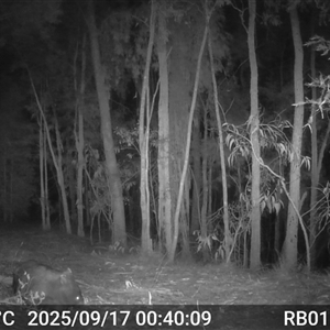 Vombatus ursinus (Bare-nosed Wombat, Common wombat) at Bucketty, NSW - 17 Sep 2025 by MartinPredavec