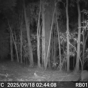 Wallabia bicolor (Swamp Wallaby) at Bucketty, NSW - 18 Sep 2025 by MartinPredavec