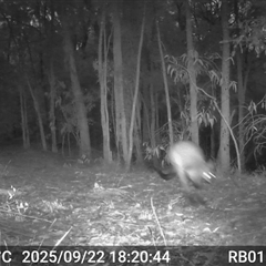 Wallabia bicolor (Swamp Wallaby) at Bucketty, NSW - 22 Sep 2025 by MartinPredavec