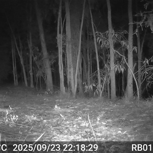 Wallabia bicolor (Swamp Wallaby) at Bucketty, NSW - 23 Sep 2025 by MartinPredavec