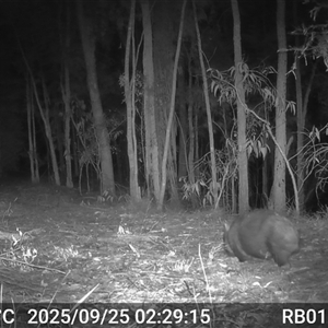 Vombatus ursinus (Bare-nosed Wombat, Common wombat) at Bucketty, NSW - 25 Sep 2025 by MartinPredavec