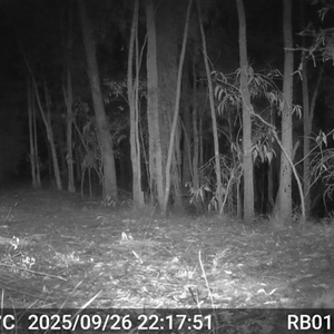Tachyglossus aculeatus (Short-beaked Echidna) at Bucketty, NSW - 26 Sep 2025 by MartinPredavec