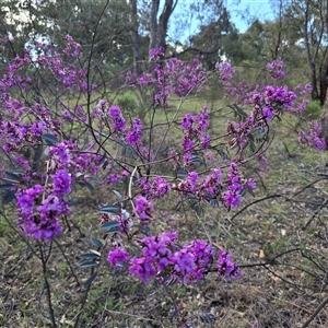 Indigofera australis subsp. australis (Australian Indigo) at Farrer, ACT - 1 Oct 2025 by Mike
