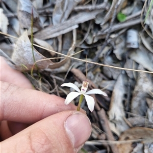 Caladenia ustulata (Brown Caps) at Uriarra Village, ACT - 1 Oct 2025 by rangerjacko