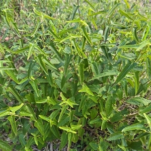 Pavonia hastata (Spearleaf Swampmallow) at Farrer, ACT - 1 Oct 2025 by Mike
