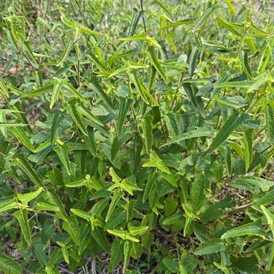 Pavonia hastata (Spearleaf Swampmallow) at Farrer, ACT - 1 Oct 2025 by Mike