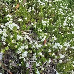 Asperula conferta (Common Woodruff) at Farrer, ACT - 1 Oct 2025 by Mike
