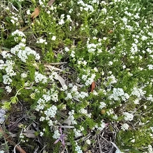 Asperula conferta (Common Woodruff) at Farrer, ACT - 1 Oct 2025 by Mike
