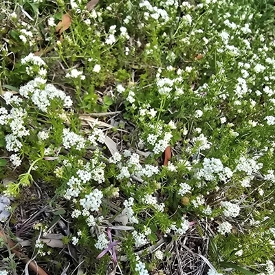 Asperula conferta (Common Woodruff) at Farrer, ACT - 1 Oct 2025 by Mike