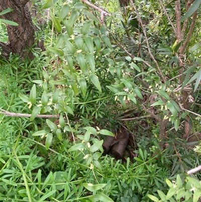 Unverified Climber or Mistletoe at Nicholls, ACT - 30 Sep 2025 by Rosie