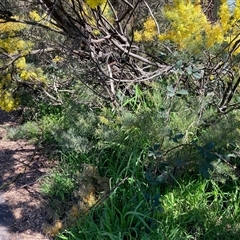 Rubus anglocandicans (Blackberry) at Nicholls, ACT - 14 Sep 2025 by Rosie