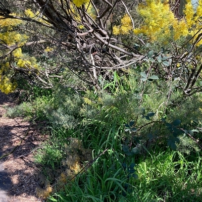 Rubus anglocandicans (Blackberry) at Nicholls, ACT - 14 Sep 2025 by Rosie