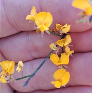 Unverified Pea at Pappinbarra, NSW - 30 Sep 2025 by AngFrost