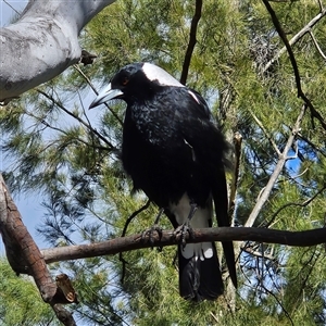 Gymnorhina tibicen (Australian Magpie) at Kambah, ACT - 1 Oct 2025 by MatthewFrawley