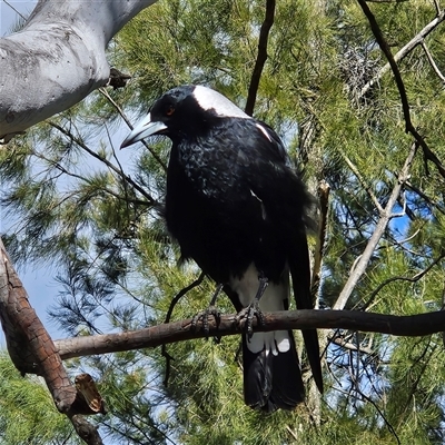 Gymnorhina tibicen (Australian Magpie) at Kambah, ACT - 1 Oct 2025 by MatthewFrawley