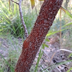 Persoonia levis at Pappinbarra, NSW - 30 Sep 2025 by AngFrost