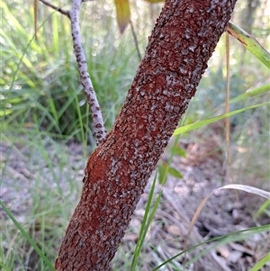 Persoonia levis at Pappinbarra, NSW - 30 Sep 2025 by AngFrost